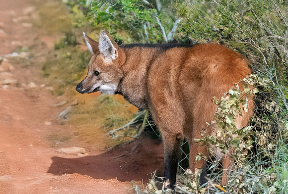 Maned wolf
