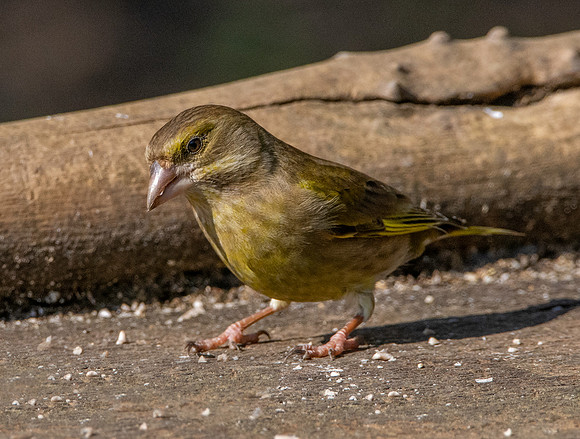 Greenfinch