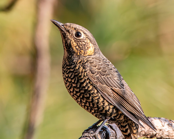 Chestnut bellied rock thrush