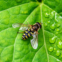 Migrant hover fly