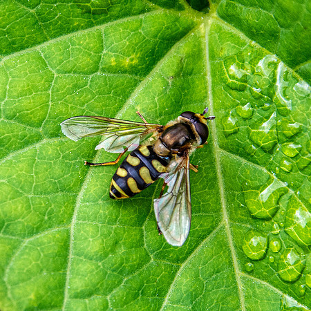 Migrant hover fly