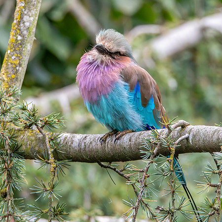 Lilac breasted roller