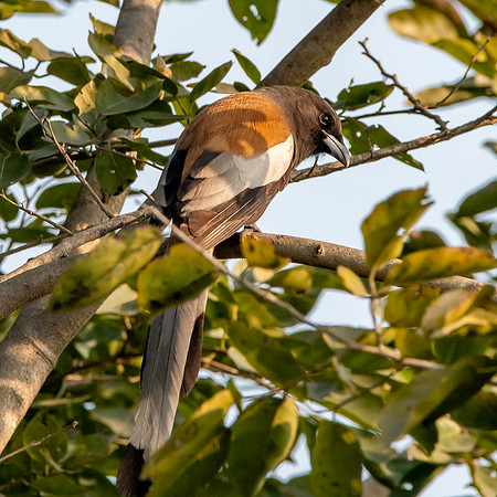 Rufous treepie