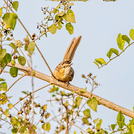Common babbler