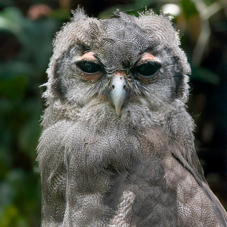Verreaux's eagle owl