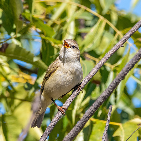 Hume's leaf warbler