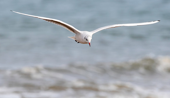 Black headed gull, flying