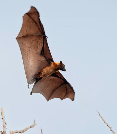 Indian Flying Fox