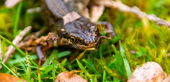 Smooth / common newt
