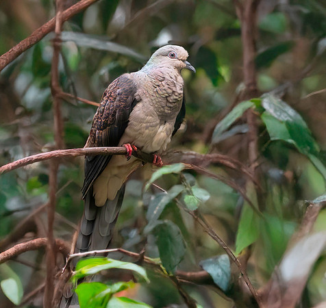Barred cuckoo dove
