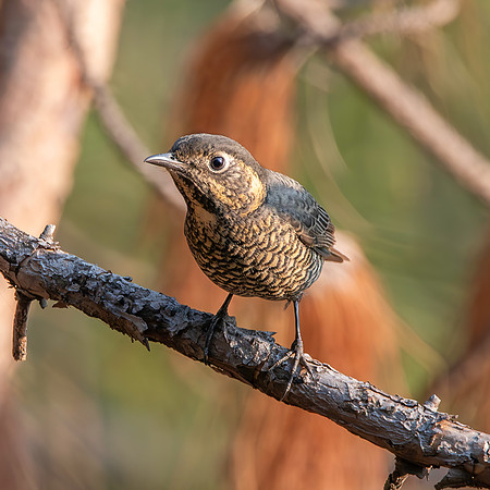 Chestnut bellied rock thrush