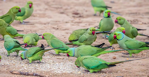 Ring-necked parakeet / Rose-ringed parakeet
