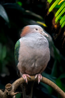 Green Imperial pigeon