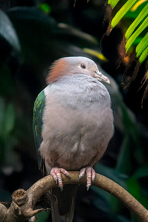 Green Imperial pigeon