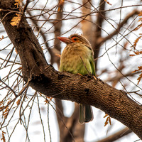 Brown headed barbet