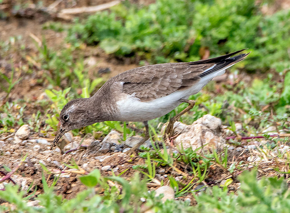 Temminck's stint