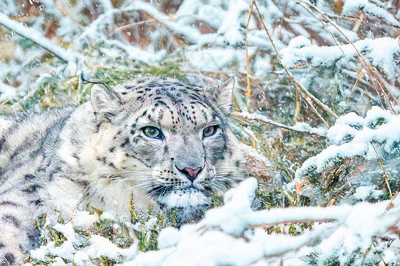 Snow leopard