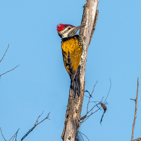 Black rumped flameback woodpecker