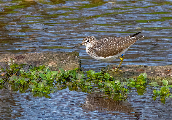 Green sandpiper