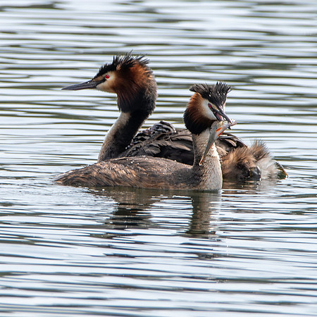 Great crested grebe
