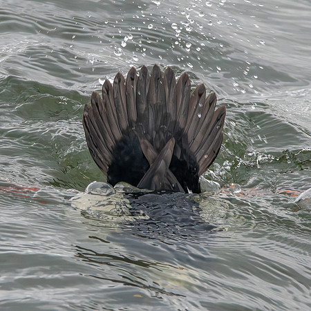 Goldeneye, male