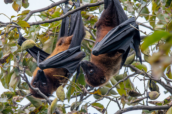 Indian Flying Fox