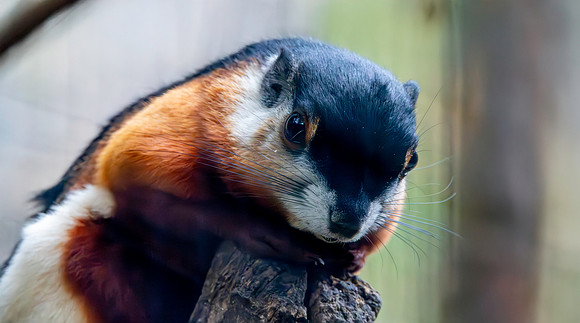Prevost's squirrel