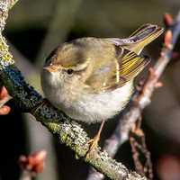 Yellow browed warbler