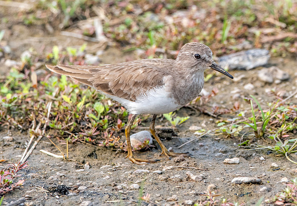 Temminck's stint