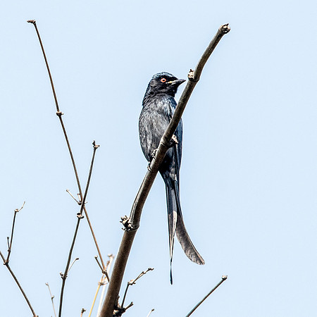 Ashy drongo