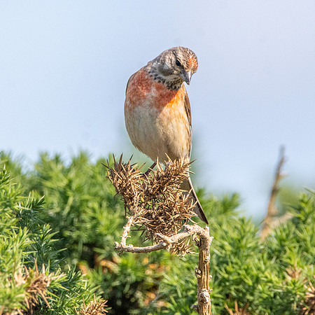 Linnet, male