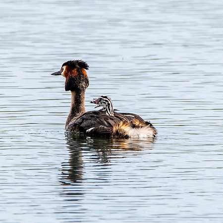 Great crested grebe