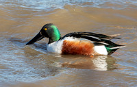 Northern Shoveler