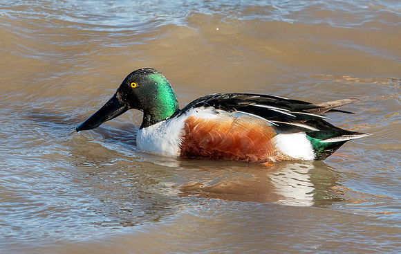Northern Shoveler