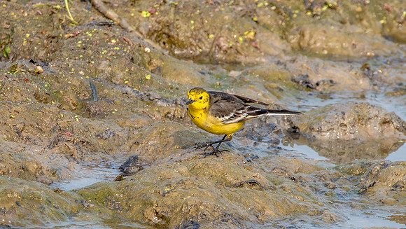 Citrine wagtail