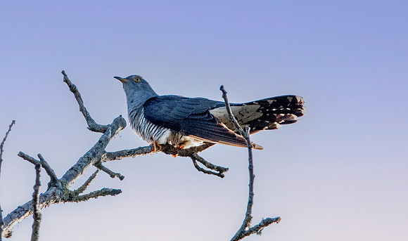 Common cuckoo, male