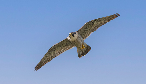 Peregrine falcon