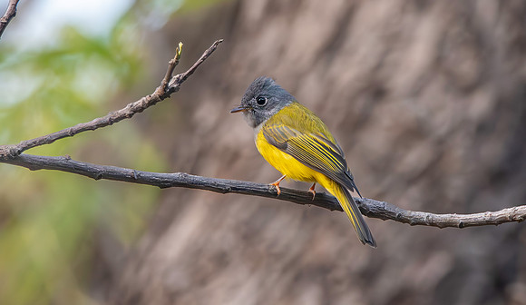 Grey headed canary flycatcher