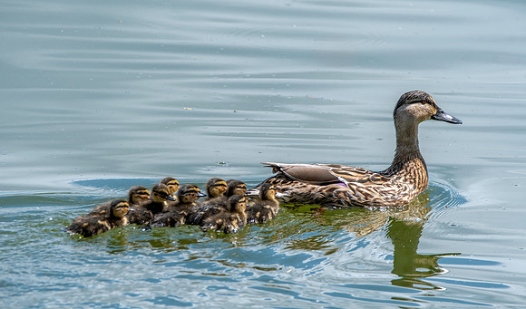 Mallard, female with chicks