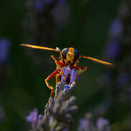 European hornet