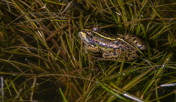 Pool frog
