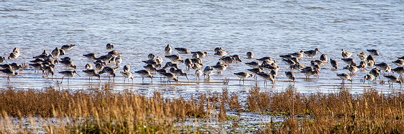 Black tailed godwit