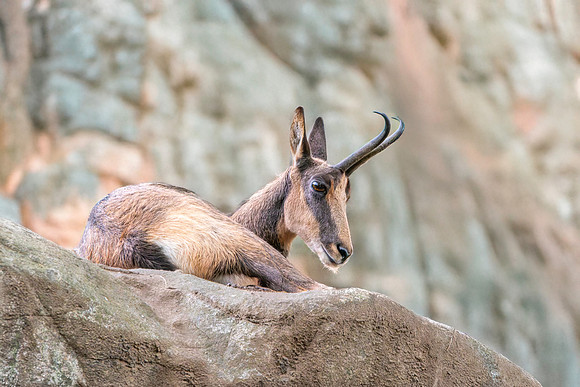 Pyrenean chamois goat