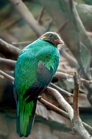 Golden headed quetzal, female