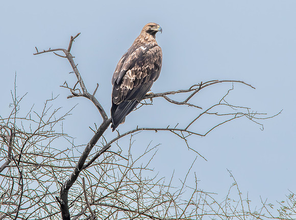 Imperial Eagle (Eastern)