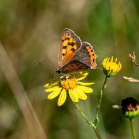 Small copper