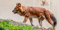 Dhole