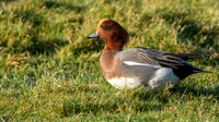 Eurasian wigeon