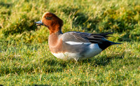 Eurasian wigeon