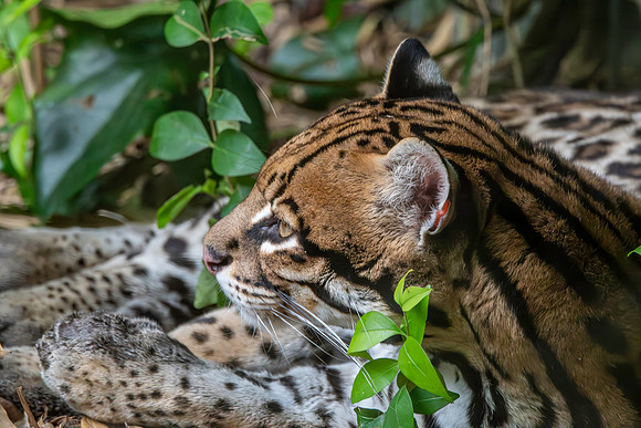 Ocelot